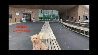 The Traveling Pooch visits Halifax Commons.