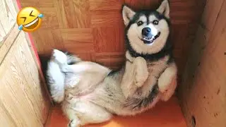 Самые смешные хаски | Обычные собаки против хаски🤣 | Лучшие видео за 10 минут