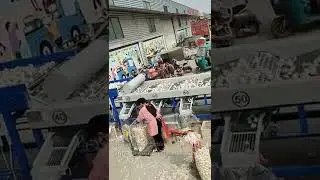 Vegetable Sorter for Garlic Grading