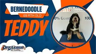 Freedom Board and Train | 9 mth Bernedoodle Teddy | Cincinnati Dog Trainers Off Leash