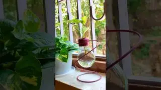 old bulbs crafting ideas/how to reuse of fuse bulbs #diy #craftideas #ideas #diyideas #diycraft #art