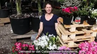 Flotte Rhododendron tips til lang blomstring