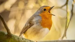 Beautiful Colorful Birds Singing | Relaxing Nature Sounds You Must See!