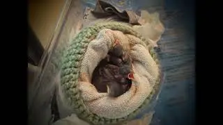 Feeding baby sparrows tutorial
