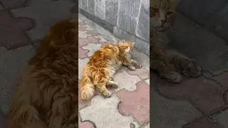 Fluffy Orange Stray Cat in the City: Adorable Adventures & Urban Survival