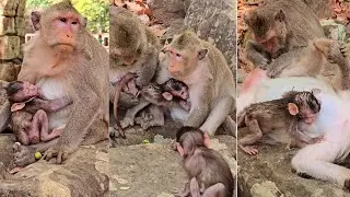 Cute Bessie baby hugs mum carefully when Button nearly wea,.ning her.