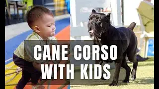 Are Cane Corsos Good With Kids (What You Need To Know)