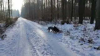 Australian Cattle Dog. Ja i m&oacute;j pies. Leśne wędr&oacute;wki z moimi psami.