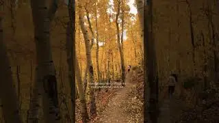 Nothing beats hiking through the fall trees 🍂