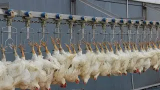 Chicken Hatchery Technology - Raising Broiler Farm - Modern Poultry Slaughter & Processing Plant