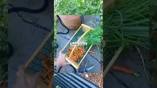 Finding the Highest Yielding Garden Plant