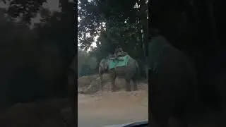 Hathi at Jim Carbett National Park Corridor #shorts #trending #lifewitharshika