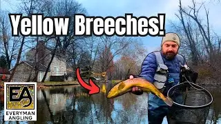 Winter Fly Fishing on Yellow Breeches: Huge Brown Trout in Freezing Conditions!