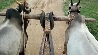 Super Hallikar Bull pulling cart of farmer,, Not for sale