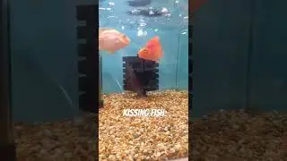 male fish kissing like tough guy 🐠 #kissing