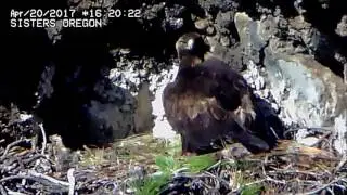 Golden Eagles in Oregon - Sunny afternoon at the nest - 4/20/17