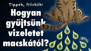 Hogyan gyűjtsünk vizeletet macskától?