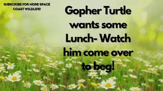 Gopher Turtle saying Hi!
