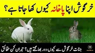Why Rabbits 🐇 Eat Their Own Poop || Is Rabbit Meat Halal || Facts About Rabbit || @INFOatADIL