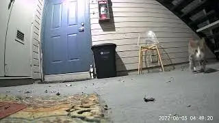 Final doorbell video