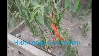 Чили перец из семян