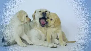 Puppies and Kittens Yawning and Sleeping