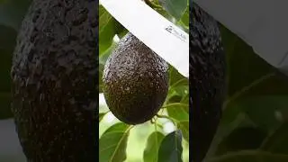 &ldquo;Perfect Avocado Slicing in 4K | Viral Video 2025&rdquo; #shorts  #AvocadoASMR #FruitCutting #ASMR #ai