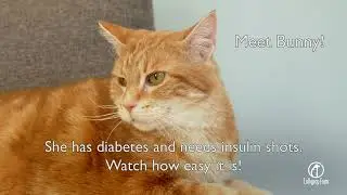 How to Give Bunny the Cat Her Shot of Insulin