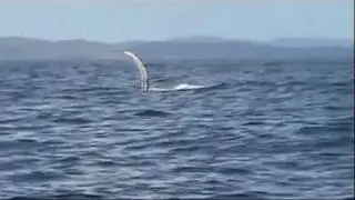 Megattere e___.mp4