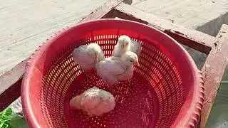 My cute chick 🐣 #virl video #foryou #trending videos #pigeon #kabutarandekabdetehain #kabootar 