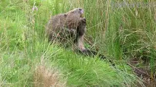 Eurasian beaver scratching before jumping into the water, alarmed, Ceredigion, Wales, UK, July.