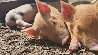 Sleepy piglets catching a snooze at Kew Little Pigs in Amersham UK