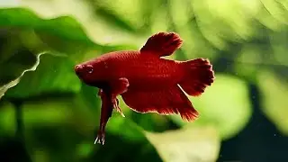 Goodbye My Little Friend | My Super Red Plakat Betta Fish Died
