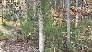 Quick Fence Line Clean Up