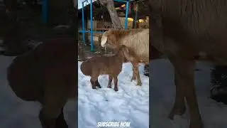 #animalantics #animalwonderland #animaladoration #shorts