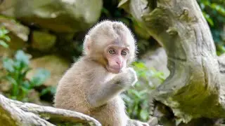 Cute Baby’s Little Adventure【Beautiful Wild Snow Monkeys in Hell Valley】