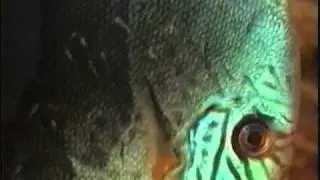 BREEDING DISCUS  101 PT 4