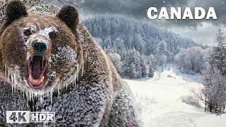 FROZEN CANADA | Extreme Survival at -40&deg;C in the Most Brutal Cold | Nature Animal Documentary