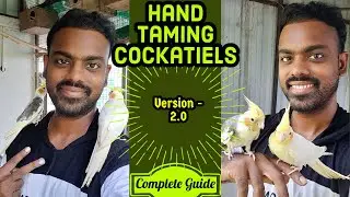 Hand Taming 2 Cockatiels (In Tamil)| Free Flight training| தமிழில் |Step by Step process|Version 2