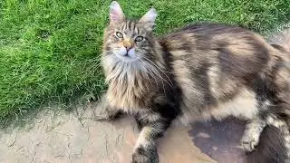 Garden Life With Maine Coon Cats