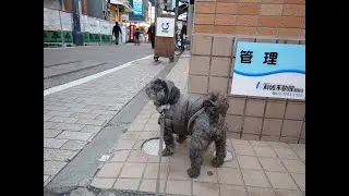 ポティ N0.170 ちょっと商店街に行ってきた 戸越銀座