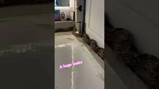 Ever see a bigger wild snake in the United States? 🇺🇸
