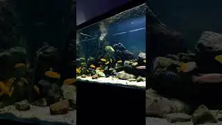 New setup rocks Malawi tank #malawi #malawicichlids #africancichlids