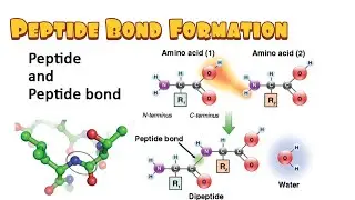 Peptide Bond Formation( Dehydration Synthesis, Hydrolysis, Energetics)