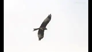 Red kite in flight