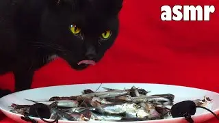 ASMR CAT Black cat eat raw fish MY cat ASMR 🐱 208
