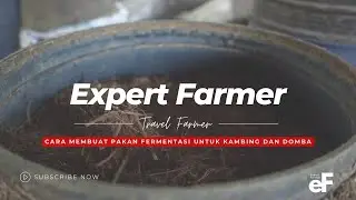 Cara Membuat Pakan Fermentasi untuk Ternak Kambing dan Domba