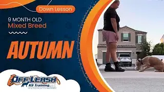 9 mo Mix Breed Autumn ~ Best Mixed Breed Trainers ~ Off Leash K9 Training Phoenix