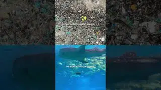 Restoring the Ocean&rsquo;s Balance #sustainability #oceanplastic #plasticpollution #sustainablesolutions