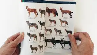 Canids of the World Wolves, Wild Dogs, Foxes, Jackals, Coyotes, and their Relatives
